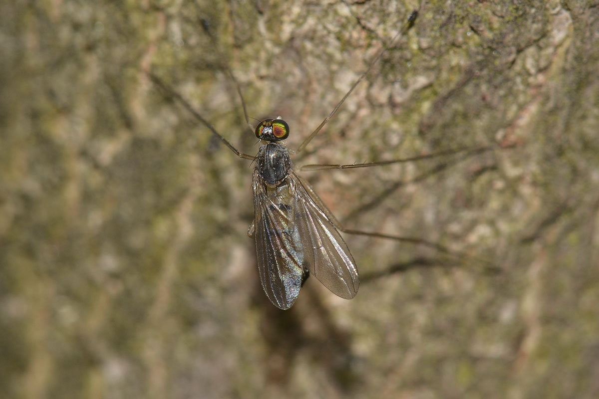 Dolichopodidae